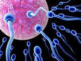 Lipa a Borek 2. - vyšetření spermiogramu přineslo dobrou zprávu...