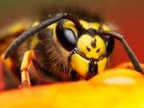 Jak ošetřit včelí bodnutí