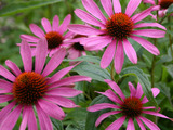 Echinacea virostatikum Indiánů