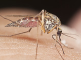 Jak se vyhnout komářímu štípnutí