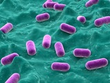 Lactobacillus