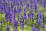 Šalvěj lékařská (Salvia officinalis)