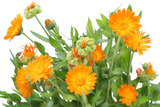 Měsíček zahradní (Calendula officinalis)