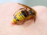 Alergická reakce na hmyzí bodnutí. Jak vypadá a jak se hmyzu vyhnout?