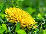 Pampeliška - zázračný plevel