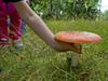Otrava houbami: Jak se jí vyhnout a co dělat, když k ní dojde