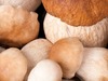 Co bychom měli vědět o houbách a možná nevíme?
