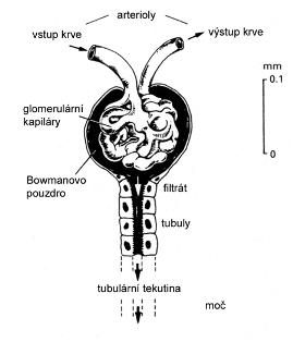 Glomerul v ledvinách - jeho popis