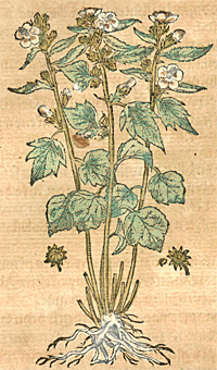 Proskurník lékařský (Althaea officinalis)