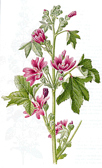 Sléz přehlížený (Malva neglecta)