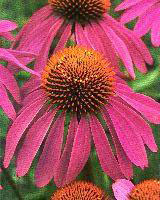 Echinacea