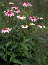 Echinacea