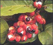 Guarana