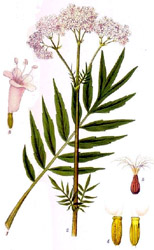 Kozlík lékařský