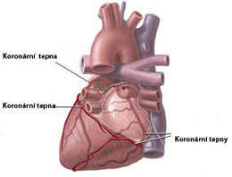 Koronávní tepny