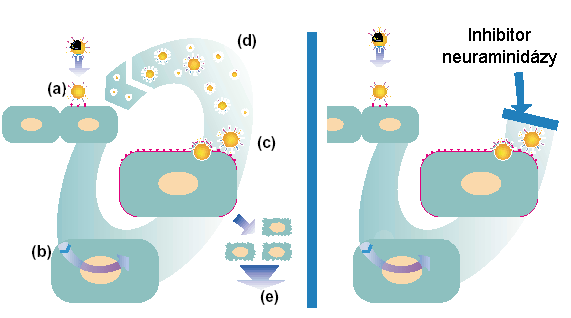 Inhibitory neuraminidázy